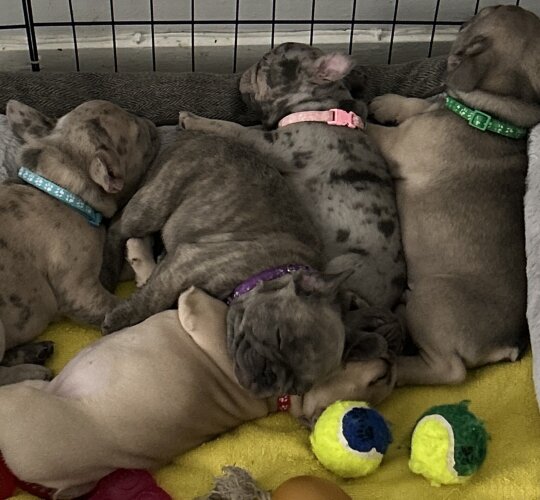 French Bulldog