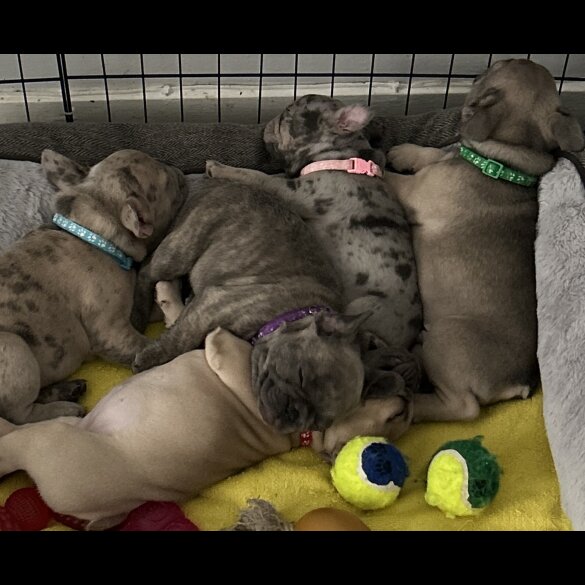 French Bulldog - Both