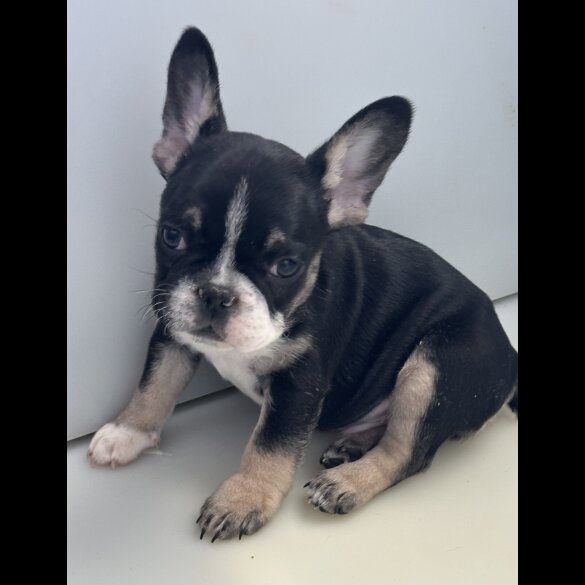 French Bulldog - Dogs