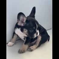 French Bulldog - Dogs