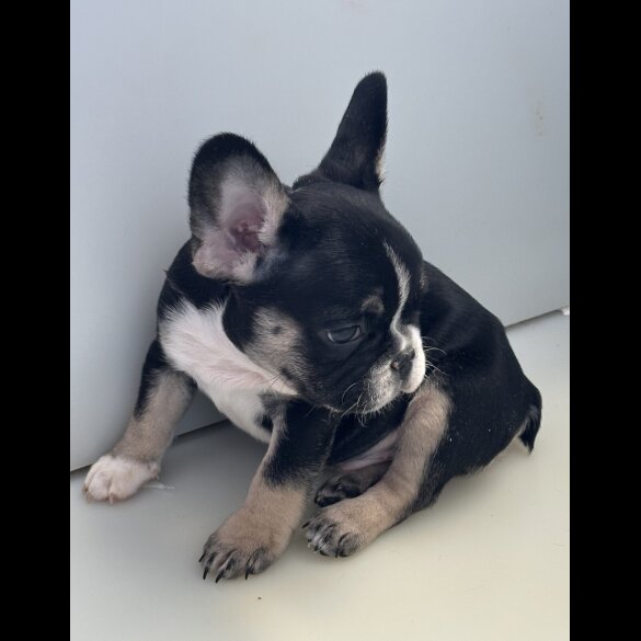French Bulldog - Dogs