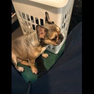 French Bulldog - Dogs