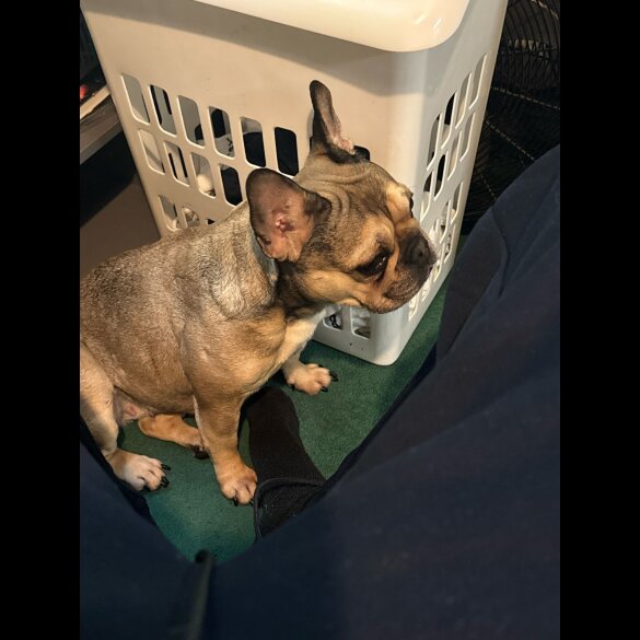 French Bulldog - Dogs