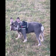 French Bulldog - Dogs