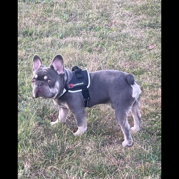French Bulldog - Dogs