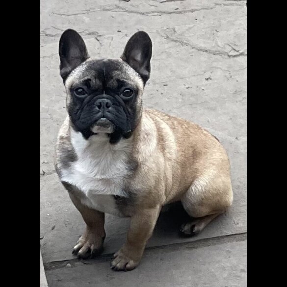 French Bulldog - Dogs