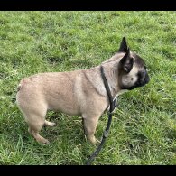 French Bulldog - Dogs