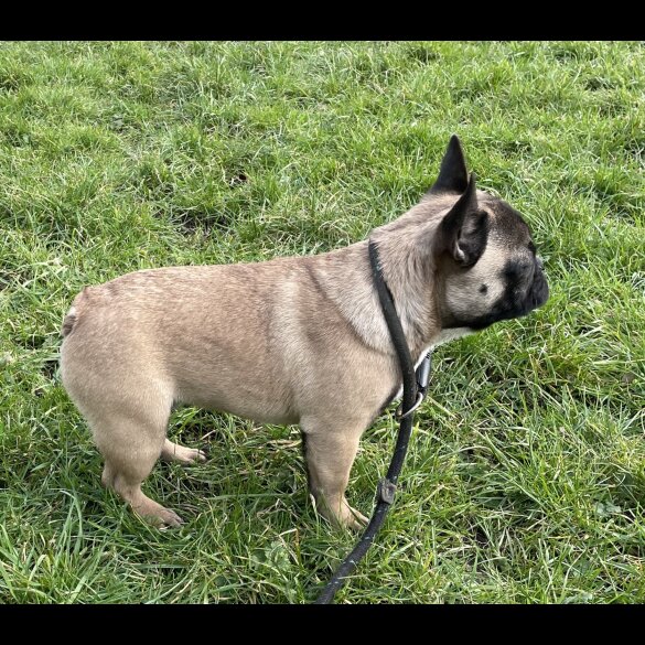 French Bulldog - Dogs