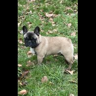 French Bulldog - Dogs