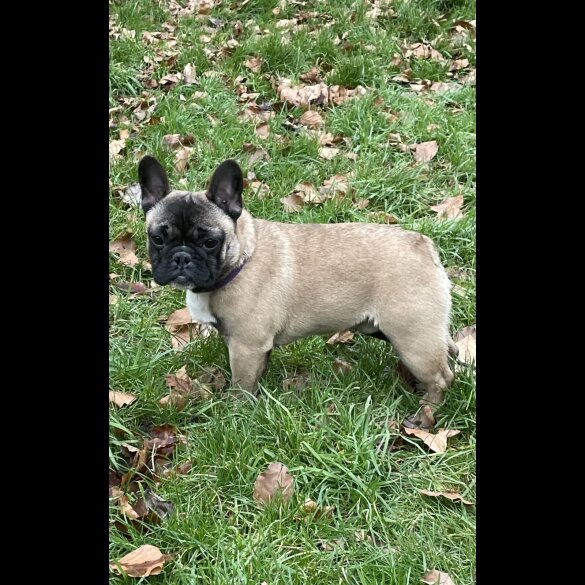 French Bulldog - Dogs