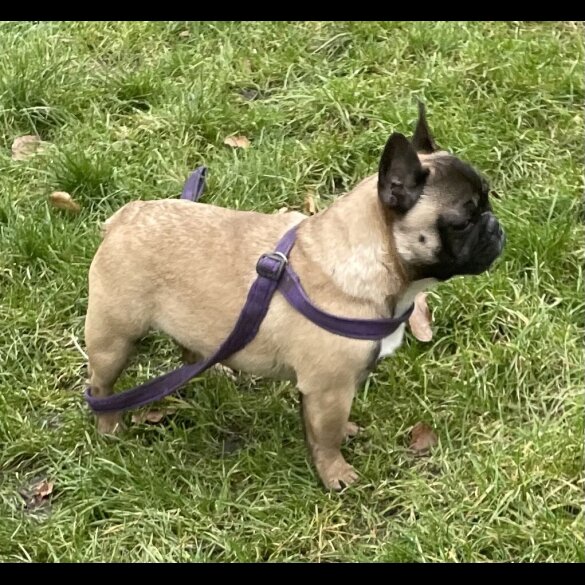 French Bulldog - Dogs