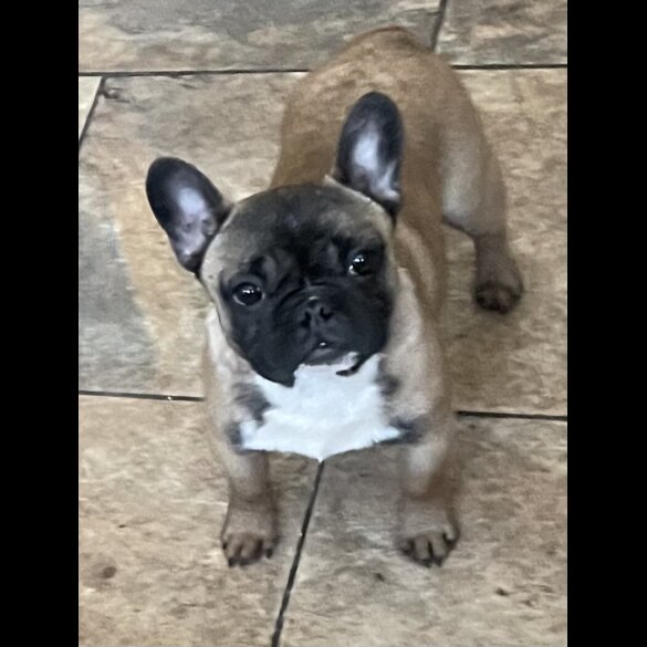 French Bulldog - Dogs