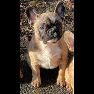 French Bulldog - Dogs