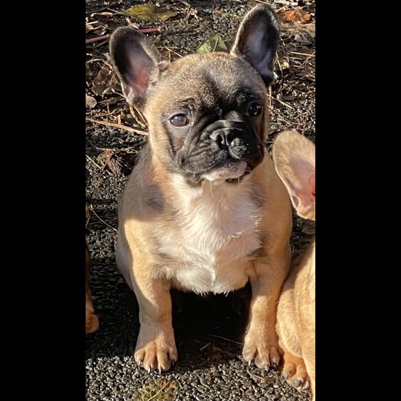 French Bulldog - Dogs