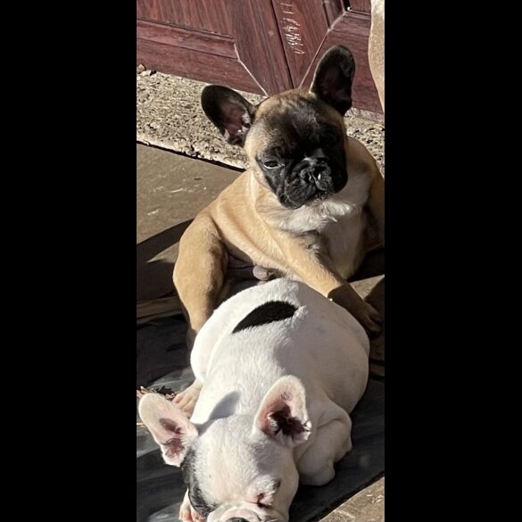 French Bulldog - Dogs
