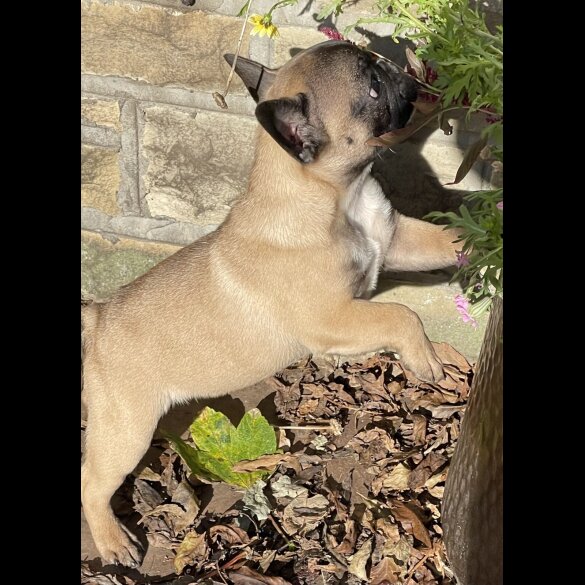 French Bulldog - Dogs