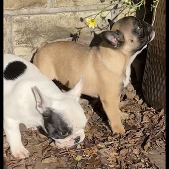 French Bulldog - Dogs