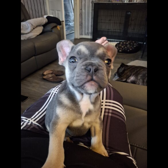 French Bulldog - Dogs