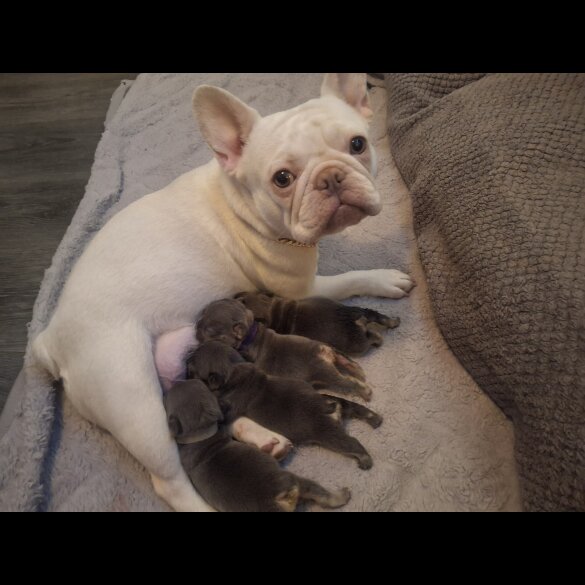 French Bulldog - Dogs