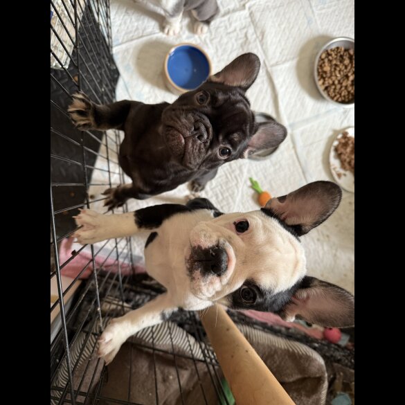 French Bulldog - Bitches