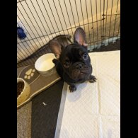 French Bulldog - Bitches