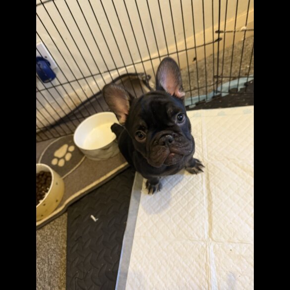 French Bulldog - Bitches