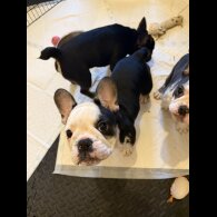 French Bulldog - Bitches