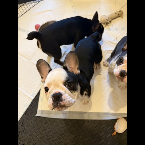French Bulldog - Bitches