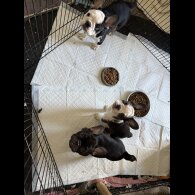 French Bulldog - Bitches