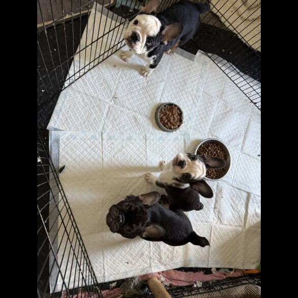 French Bulldog - Bitches