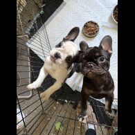 French Bulldog - Bitches