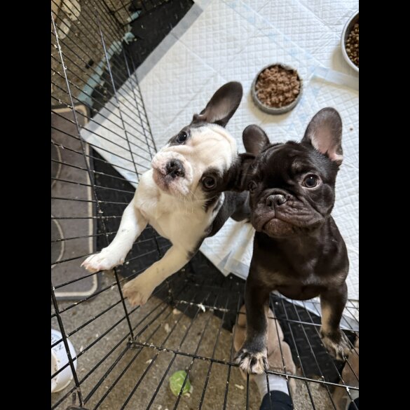 French Bulldog - Bitches