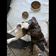 French Bulldog - Bitches