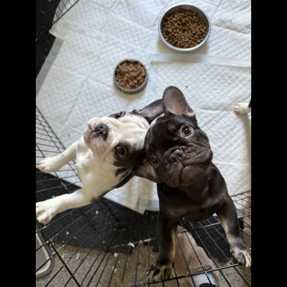 French Bulldog - Bitches