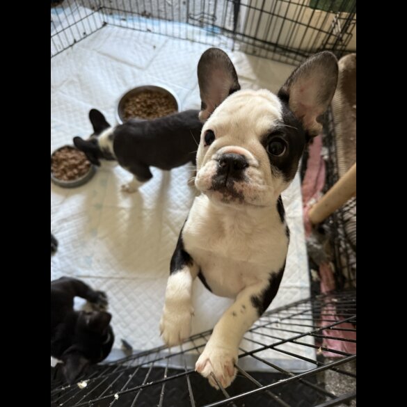French Bulldog - Bitches