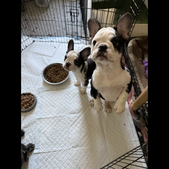 French Bulldog - Bitches