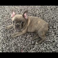 French Bulldog - Both