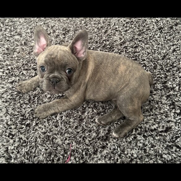 French Bulldog - Both