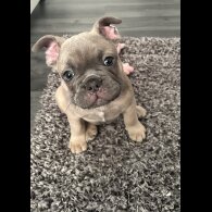 French Bulldog - Both