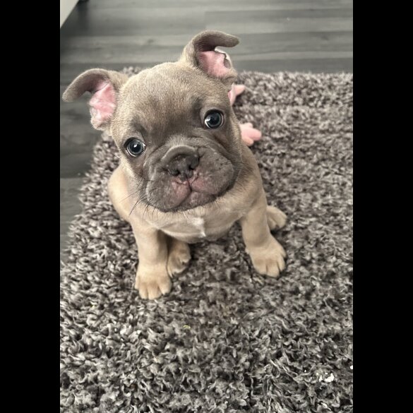 French Bulldog - Both