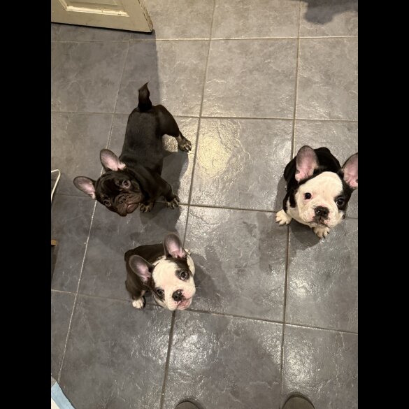 French Bulldog - Bitches