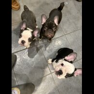 French Bulldog - Bitches