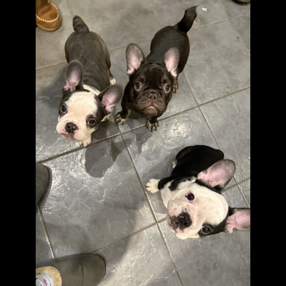 French Bulldog - Bitches