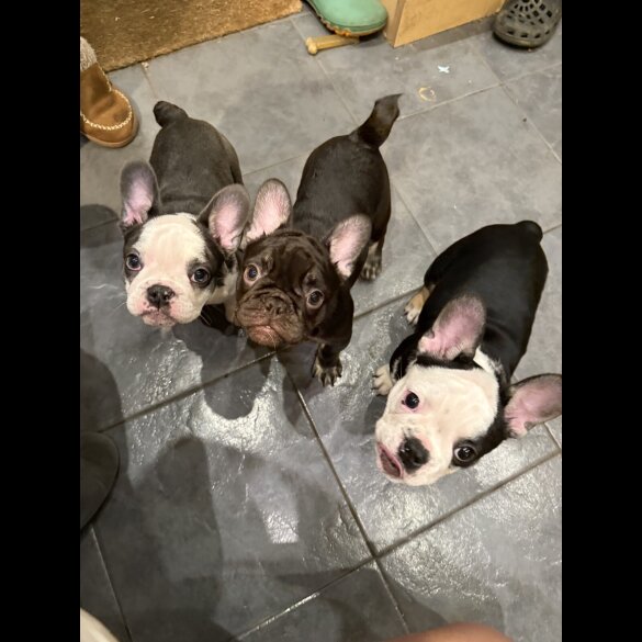 French Bulldog - Bitches