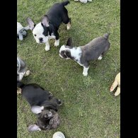 French Bulldog - Bitches