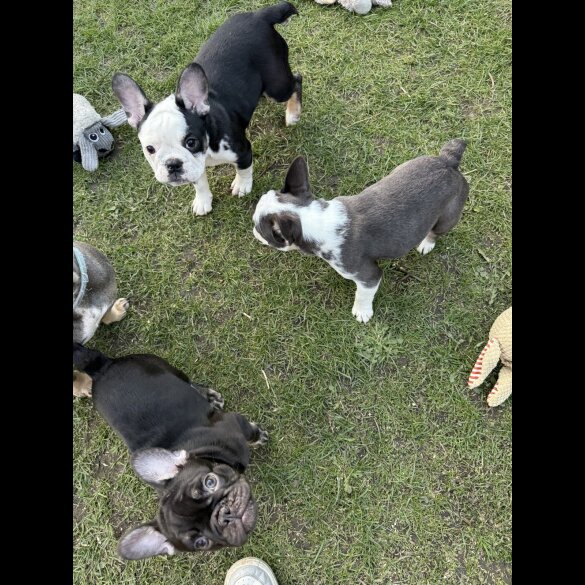 French Bulldog - Bitches