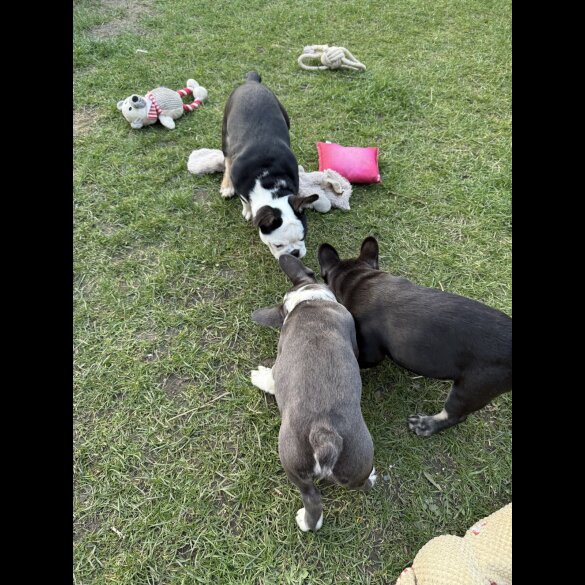French Bulldog - Bitches