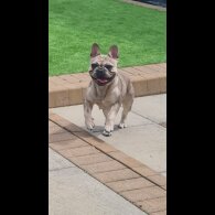 French Bulldog - Both