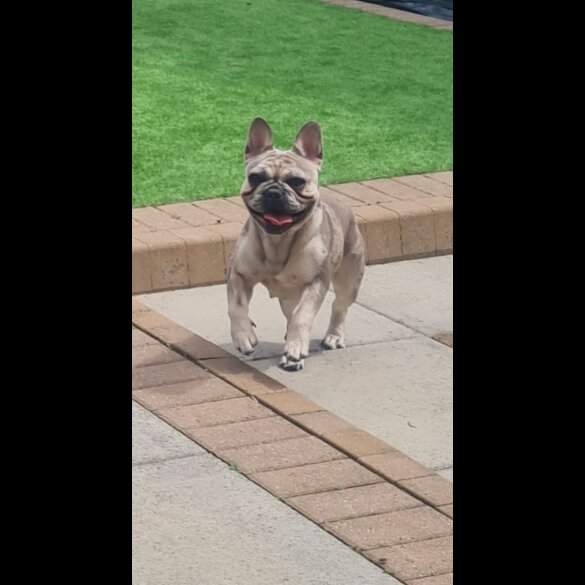French Bulldog - Both
