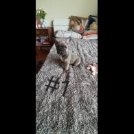 French Bulldog - Both